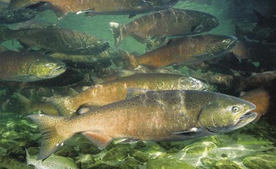 salmon