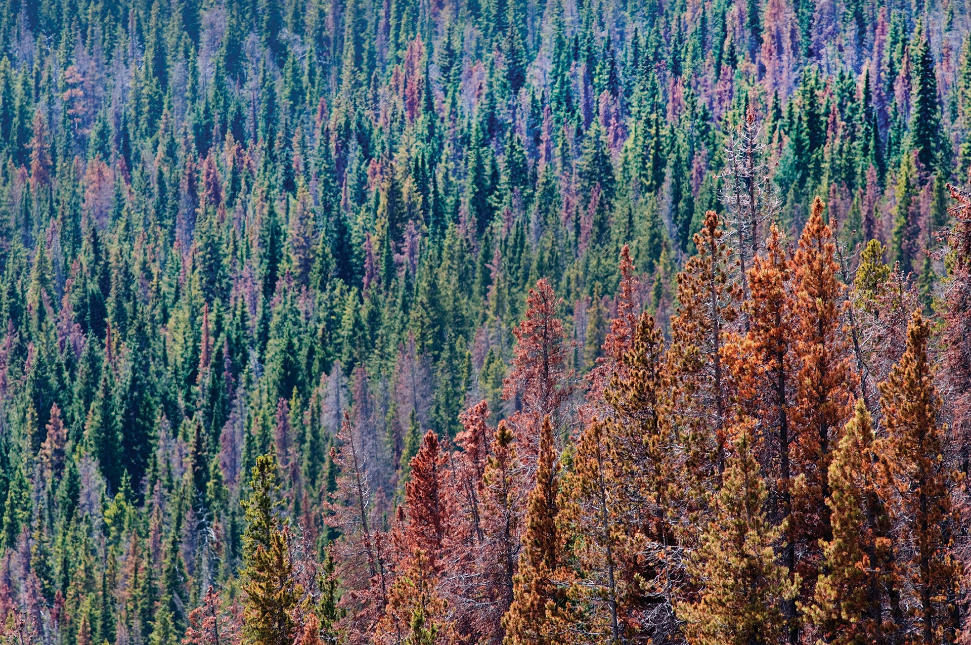 Dead trees in forest