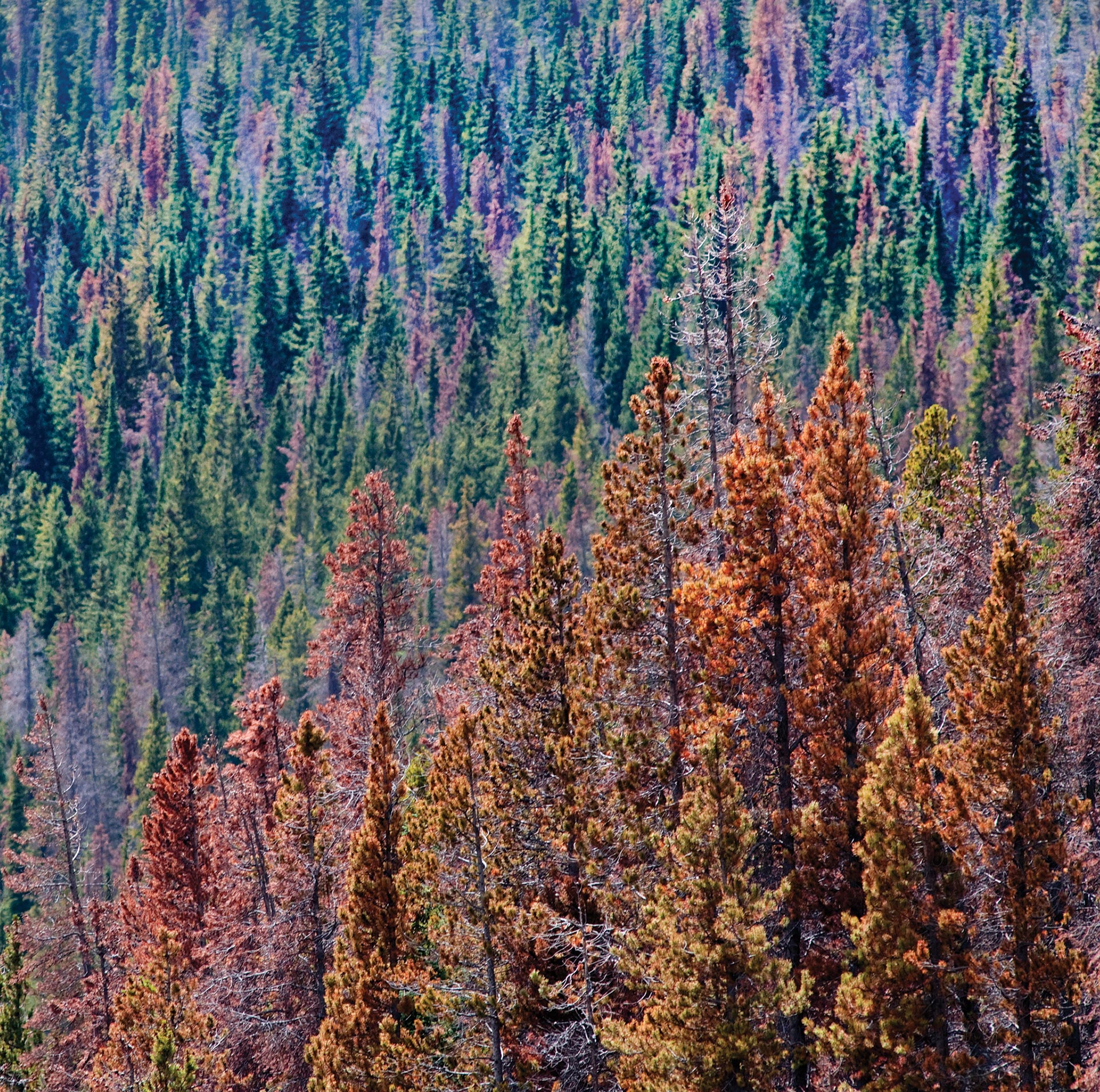dead trees in forest