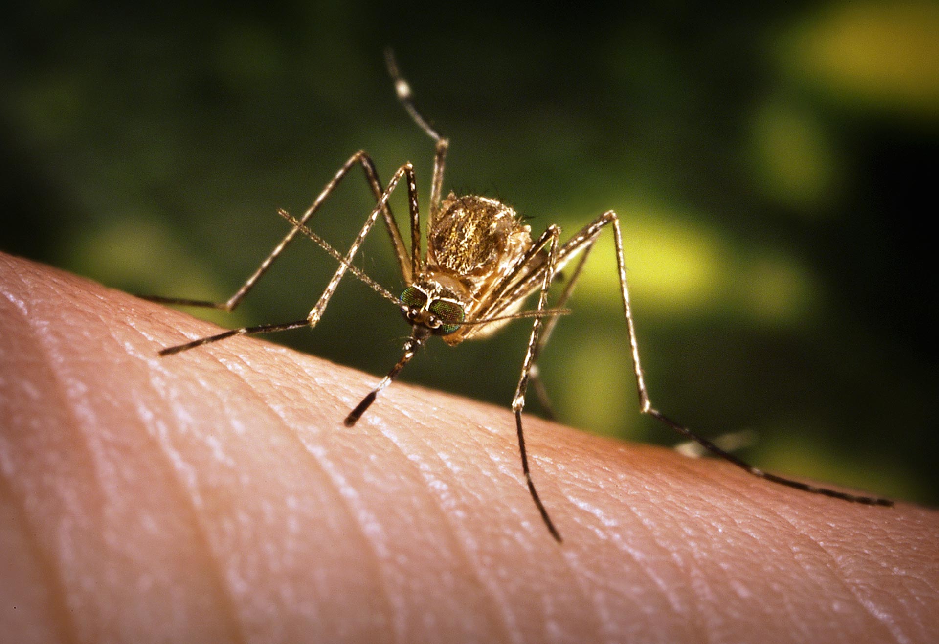 mosquito on flesh