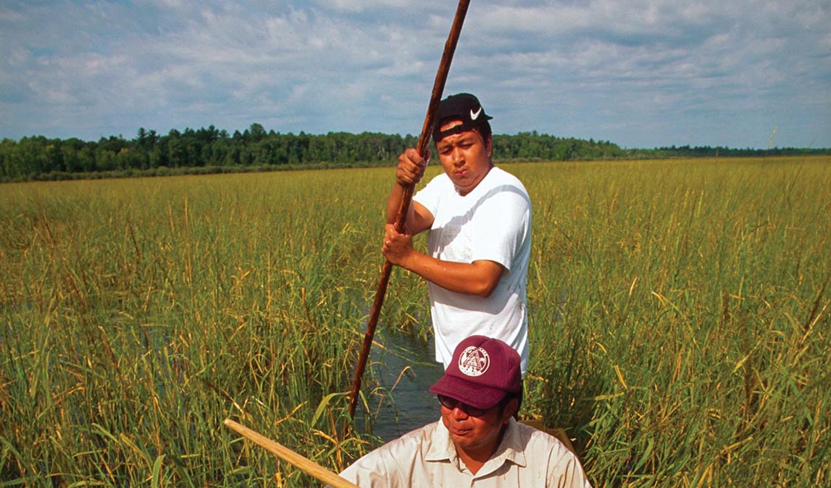 men harvesting in canoe